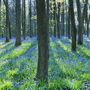 Ancient bluebell woodland in spring, Dockey Wood, Ashridge Estate, Berkhamsted, Hertfordshire
