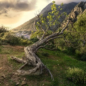 An ancient tree lying on a hillside above Chefchaouen, Morocco, North Africa, Africa