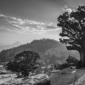 Ancient Western Juniper tree growing on the granite slopes above Olmstead Point in