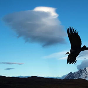 Andean condor (Vultur gryphus) flying over Torres del Paine National Park, Chilean Patagonia