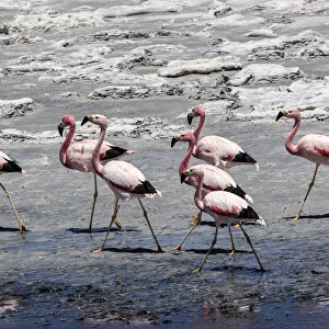 Andean flamingos (Phoenicoparrus andinus), Laguna Tara, Los Flamencos National Reserve