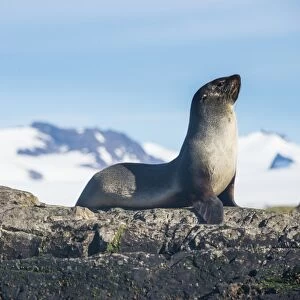 Antarctic fur seal (Arctocephalus gazella), Salisbury plain, South Georgia, Antarctica