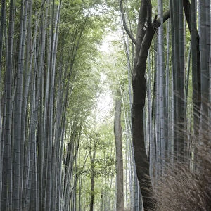 The Arashiyama Bamboo Grove in Kyoto, Japan, Asia