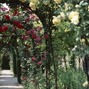 Arches covered with roses