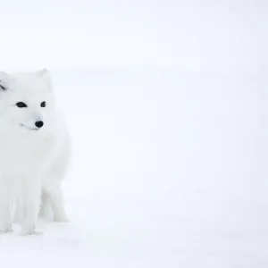 Arctic Fox