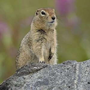 Arctic ground squirrel (Parka squirrel) (Citellus parryi), Hatcher Pass