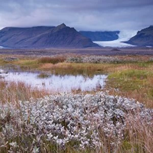 Arctic plants in autumn in Skaftafell National Park, Mount Hafrafell and Svinafellsjokull glacier in the distance, south-east Iceland (Austurland), Iceland