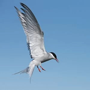 Arctic tern (Sterna paradisaea) on the Farne Islands, Northumberland, England, United Kingdom