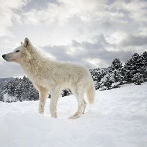 Arctic wolf (Canis lupus arctos), Montana, United States of America, North America