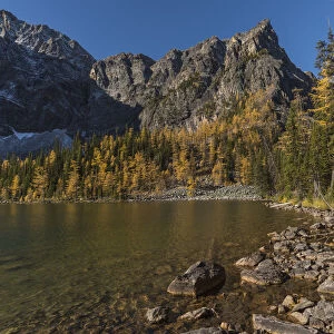 Arnica Lake in autumn with Larch trees and Mountains, Banff National Park