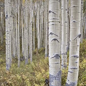 Aspen grove in early fall, White River National Forest, Colorado, United States of America