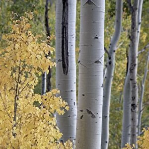 Aspen trunks behind yellow maple leaves in the fall, White River National Forest