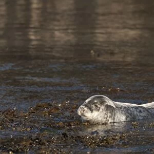 Atlantic grey seal (Halichoerus grypus) pup, Martins Haven, Pembrokeshire, Wales, United Kingdom, Europe
