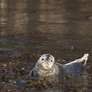 Atlantic grey seal (Halichoerus grypus) pup, Martins Haven, Pembrokeshire, Wales, United Kingdom, Europe