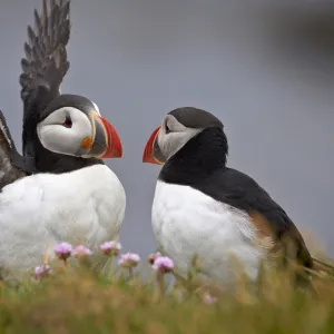 Atlantic Puffin (Fratercula arctica) pair, Iceland, Polar Regions