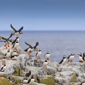 Atlantic puffins (Fratercula arctica) take flight from a cliff-top, Inner Farne, Farne Islands, Northumberland, England, United Kingdom, Europe