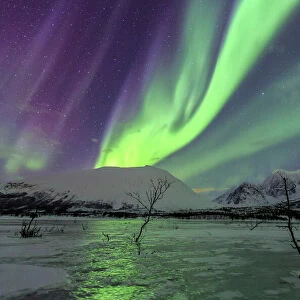 Aurora Borealis on the frozen lagoon of Jaegervatnet, Stortind, Lyngen Alps, Troms