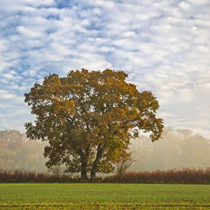 Autum leaves on oak tree in morning mist, Highclere, Hampshire, England, United Kingdom
