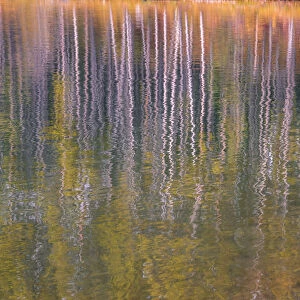 Autumn aspens reflected in a lake, Banff National Park, UNESCO World Heritage Site