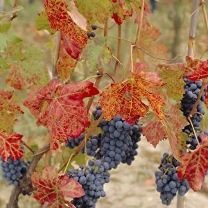 Autumn colours in a vineyard