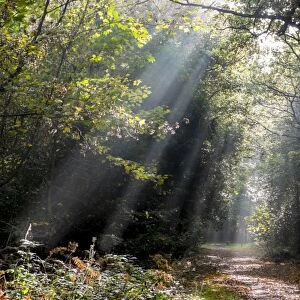 Autumn forest path, Surrey, England, United Kingdom, Europe