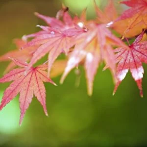 Autumn maple leaves, Sagano area, Kyoto, Japan, Asia