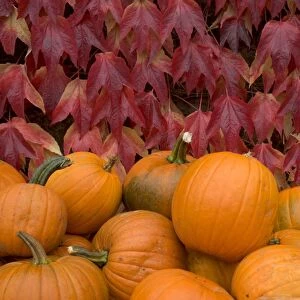 Autumnal display of pumpkins against virginia creeper at organic farm shop