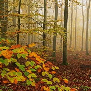 Autumnal forest, Kastel-Staadt, Rhineland-Palatinate (Rheinland-Pfalz), Germany, Europe