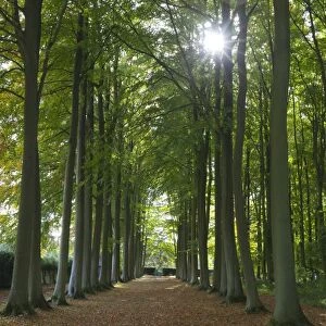 Avenue of beech trees, Mickleton, Cotswolds, Gloucestershire, England, United Kingdom