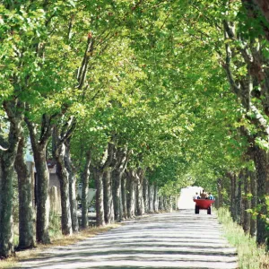 Avenue of plane trees, Lancon, Bouches du Rhone, Provence, France, Europe