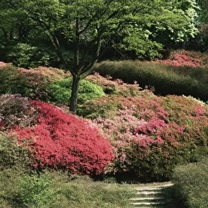 Azaleas in flower, Valley Gardens, Windsor Great Park, Surrey, England