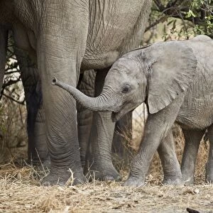 Baby African elephant (Loxodonta africana), Ruaha National Park, Tanzania, East Africa