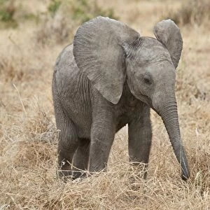 Baby African elephant (Loxodonta africana), Ruaha National Park, Tanzania, East Africa