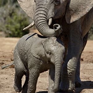 Baby African Elephant (Loxodonta africana) with its mother, Addo Elephant National Park