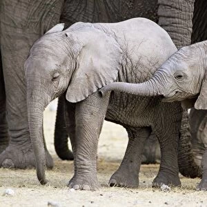 Baby African elephants