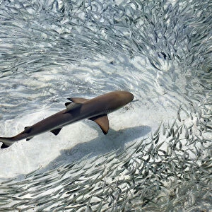 Baby black-tip reef shark being surrounded by a school of silver sprats in a shallow lagoon