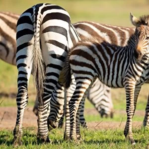 Baby zebra, Masai Mara, Kenya, East Africa, Africa