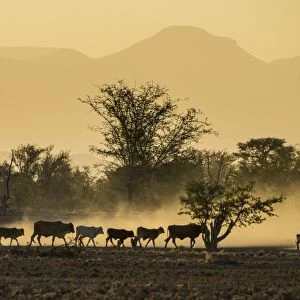 Backlight of cattle on way home at sunset, Twyfelfontein, Damaraland, Namibia, Africa