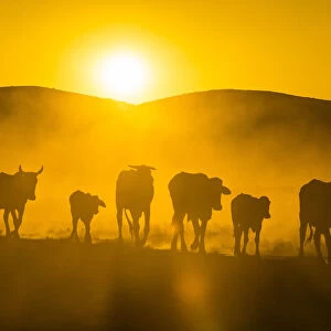 Backlight of cattle on way home at sunset, Twyfelfontein, Damaraland, Namibia, Africa