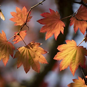 Backlit maple tree leaves in autumnal shades, England, United Kingdom, Europe