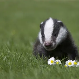 Badger cub (Meles meles), captive, United Kingdom, Europe