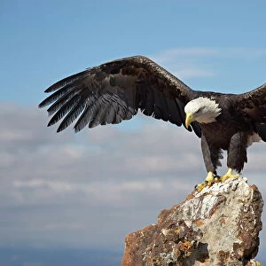 Bald eagle (Haliaeetus leucocephalus) perched with spread wings