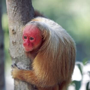 Bald uakari (red uakari monkey) (Cacajao calvus), conservation status vulnerable
