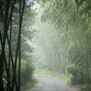 Bamboo Forest, Sichuan Province, China, Asia