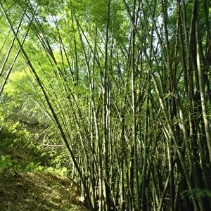 Bamboo, Tobago