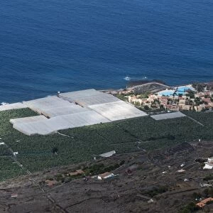 Banana plantations, El Remo, La Palma Island, Canary Islands, Spain, Atlantic, Europe