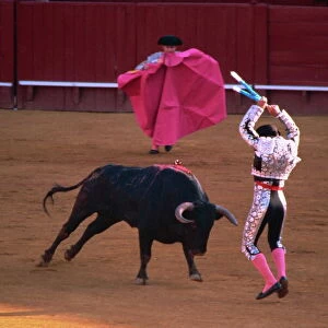 The banderillas sticks are placed in the bulls neck, bullfighting, Spain, Europe