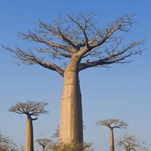 Baobabs (Adansonia Grandidieri), Morondava, Madagascar, Africa