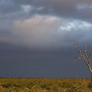 Bare tree with dark clouds, Kruger National Park, South Africa, Africa