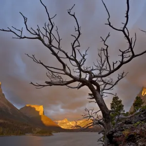 Bare tree at sunrise, St. Mary Lake, Glacier National Park, Montana, United States of America